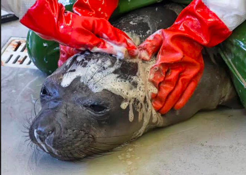 SeaWorld aiding 11 mammals affected by Santa Barbara oil spill
