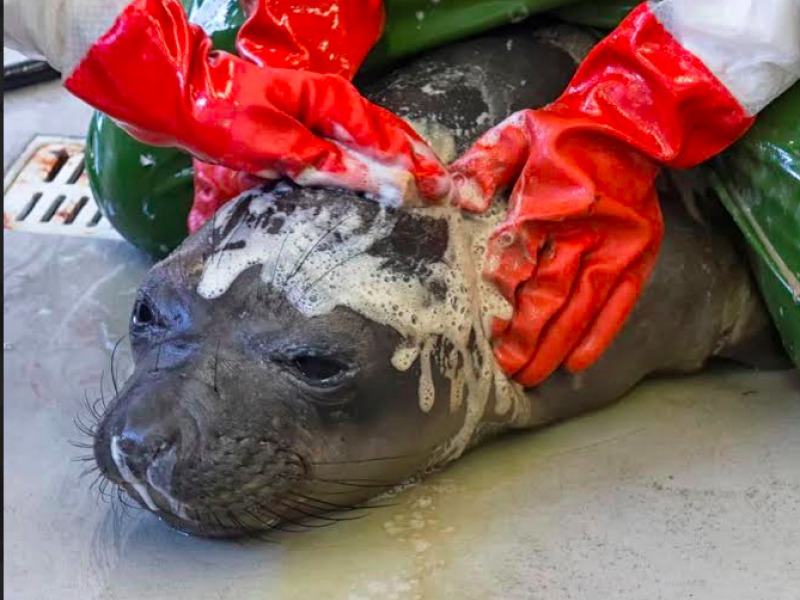 SeaWorld aiding 11 mammals affected by Santa Barbara oil spill