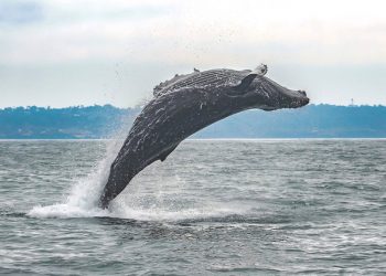 Social Concept opens on Prospect