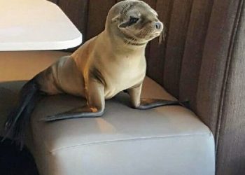 Rotary La Jolla wouldn’t be the same if someone were missing