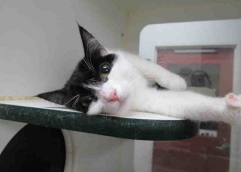 Oakmont of Pacific Beach luxury assisted living center to open in August