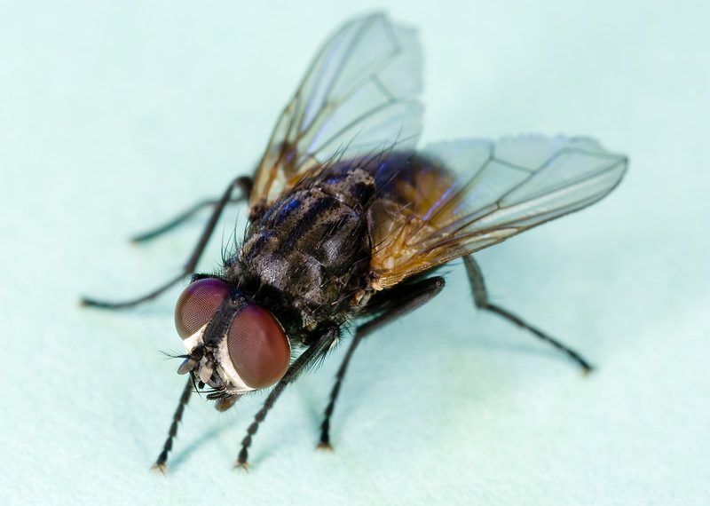 Mayor allocates funding for fighting flies in Mission Beach