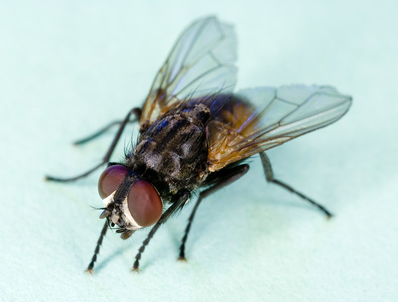 Mayor allocates funding for fighting flies in Mission Beach