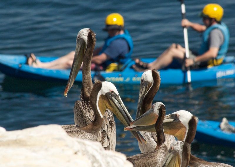 2012 San Diego Bird Festival to soar at Mission Bay in four-day installment