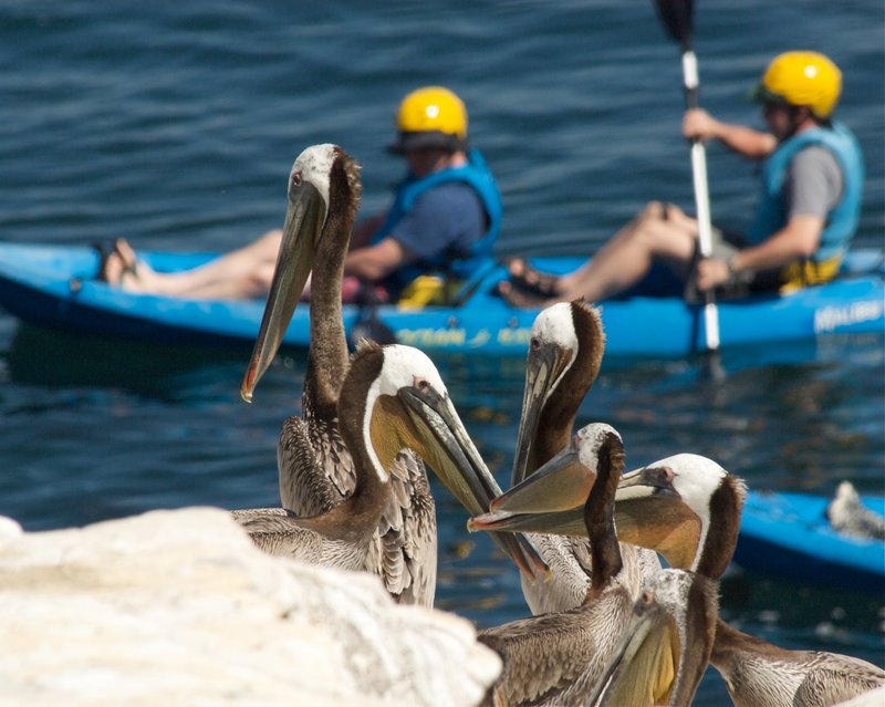 2012 San Diego Bird Festival to soar in for a 4-day soiree