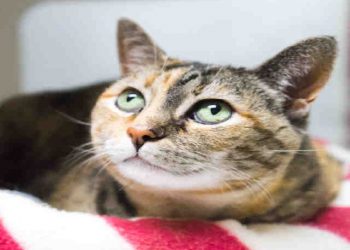 Salk Institute among top North American scientific ‘stars’ in Nature Index