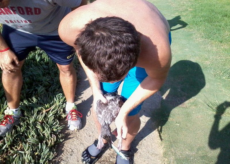 Writer has words of praise for young bird rescuer who didn’t hesitate to jump in