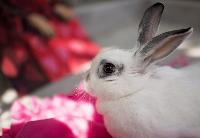 Be Mine: Valentine’s special at County Animal Services