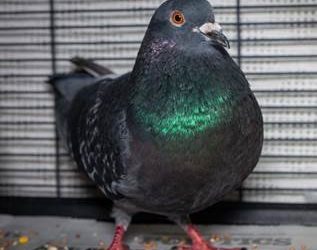 100-plus birds available for adoption at San Diego Humane Society