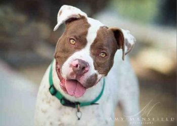 Family owned grocery opens in Point Loma