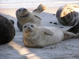 Downtown Briefs March 2015