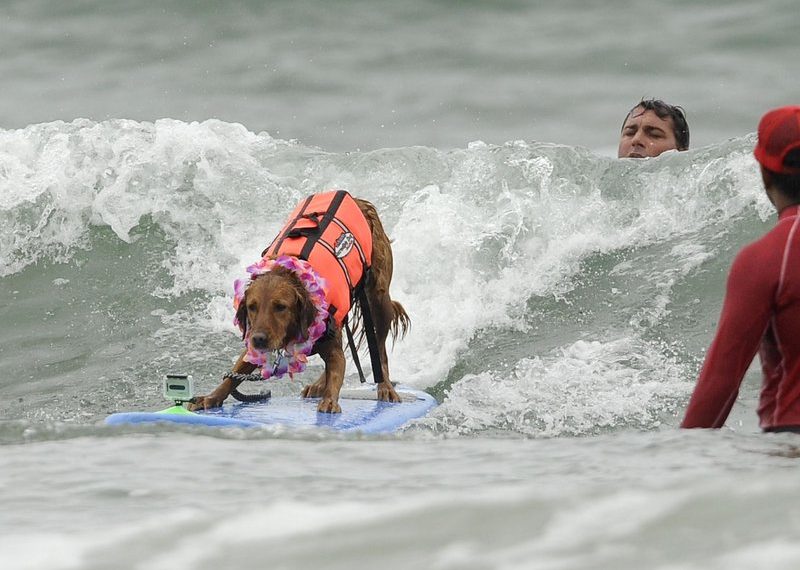 Purina to pit canines in surf competition in OB