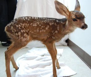 Project Wildlife hosts Virtual Baby Shower to prepare for baby season