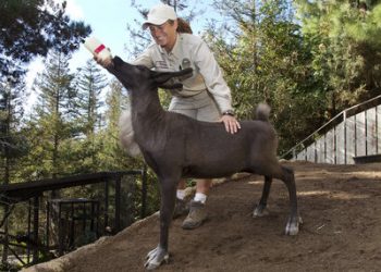 Fire officials warn of inspection scam