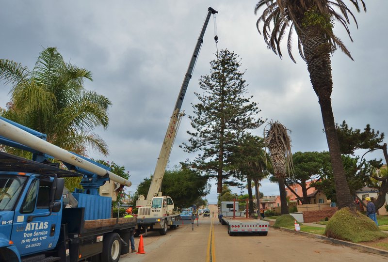 PUTTING DOWN ROOTS FOR THE HOLIDAYS IN OCEAN BEACH