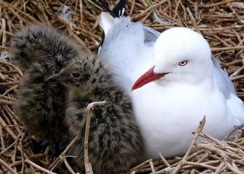 Torrey Pines infrastructure plan laid out at traffic group parley