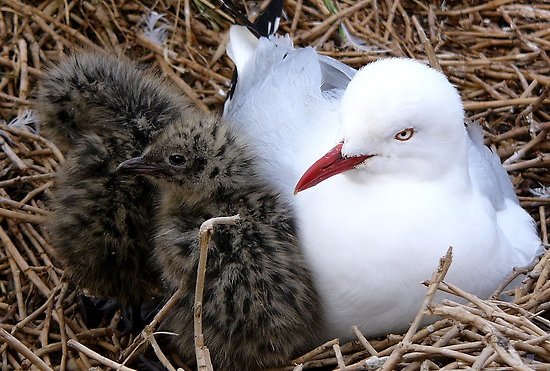 Back to work as gull chick leaves Children's Pool tower
