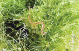 Bishop’s moves on; LJCD sees season end