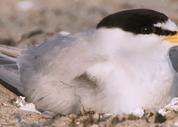 Sometimes karaoke leads to a career in music