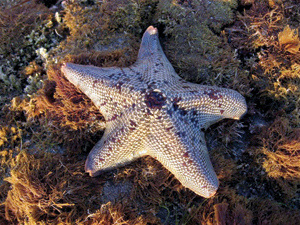 PLHS pays homage to fallen teammate