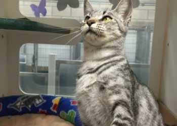 Pet of the Week – Cleopatra