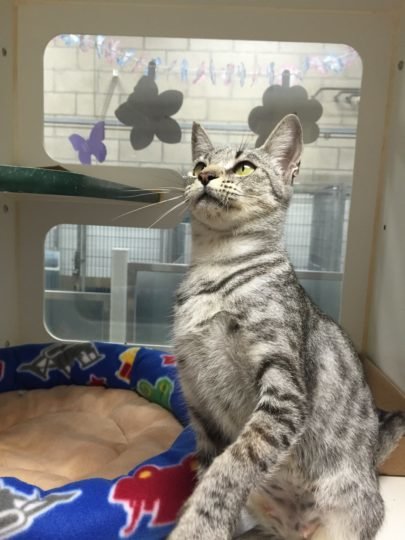 Pet of the Week – Cleopatra