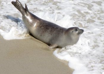 La Jolla car show attracts thousands