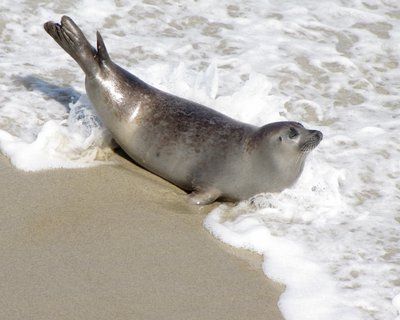 Photo feature: La Jolla’s ‘Great Divide’