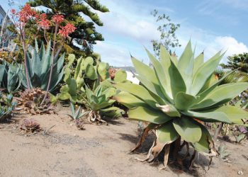 ‘Friends’ pour hearts, souls into watershed’s restoration