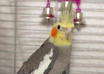 Birds Without Paradise