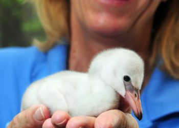 Mr. Frostie’s: A PB tradition since 1949
