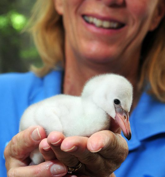 Flamingo chick makes debut at SeaWorld