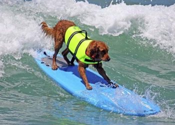 Citizens group fights city’s new short-term vacation rentals proposal