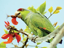 11 new flu deaths reported in San Diego