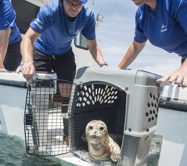 Harbor seal pup on verge of death rescued, rehabbed, released to ocean by SeaWorld