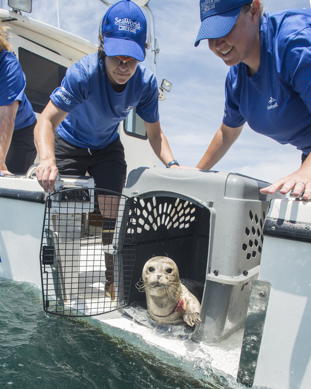 Harbor seal pup on verge of death rescued, rehabbed, released to ocean by SeaWorld