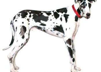 It’s a Music Thing