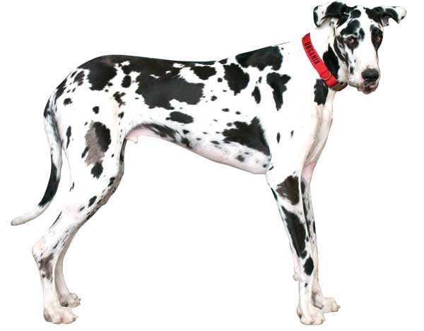 Therapy on a large scale