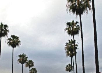 SeaWorld San Diego to shut down sea lion and otter shows