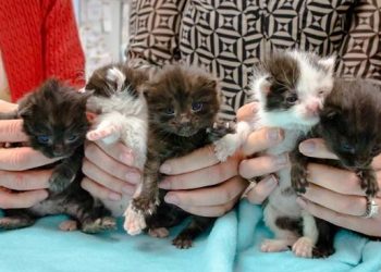 This National Burger Month — take a bite of the beach’s best and most bodacious burgers