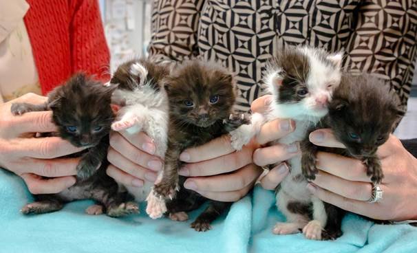 Kittens survive drive from Northern California inside steel column