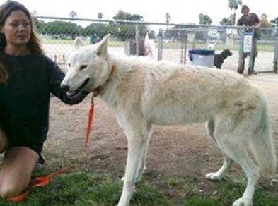 Point Loma wolf-dog headed for new digs at zoo