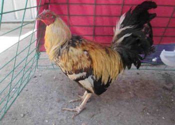 Steve Poltz: Kaaboo ‘will be a hoot’