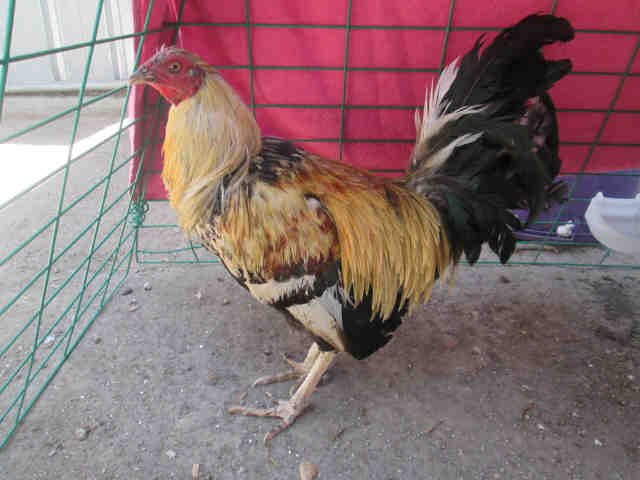 Pets of the Week: Roosters