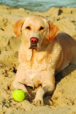 Dogs banned at Children’s Pool