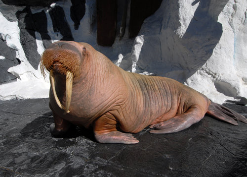 Obie the walrus dies at SeaWorld