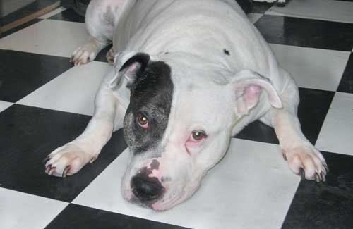 ‘Bark & Brew’ brings holidays to needy pets