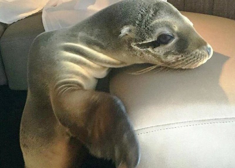Marine Room sea lion pup to be released to ocean home