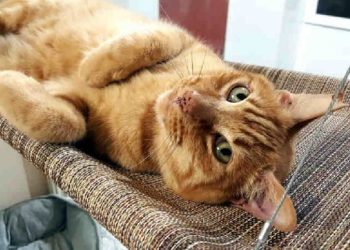 Pet of the Week – Danny Boy