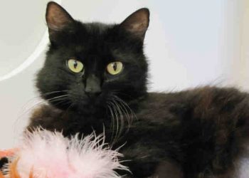 Needs, strengths and commitments